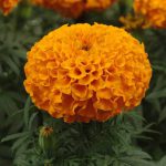 Kriti Products Marigold essential oil - Plant Fibers