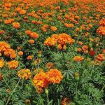Marigold essential oil - Kriti Products