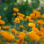 Marigold essential oil