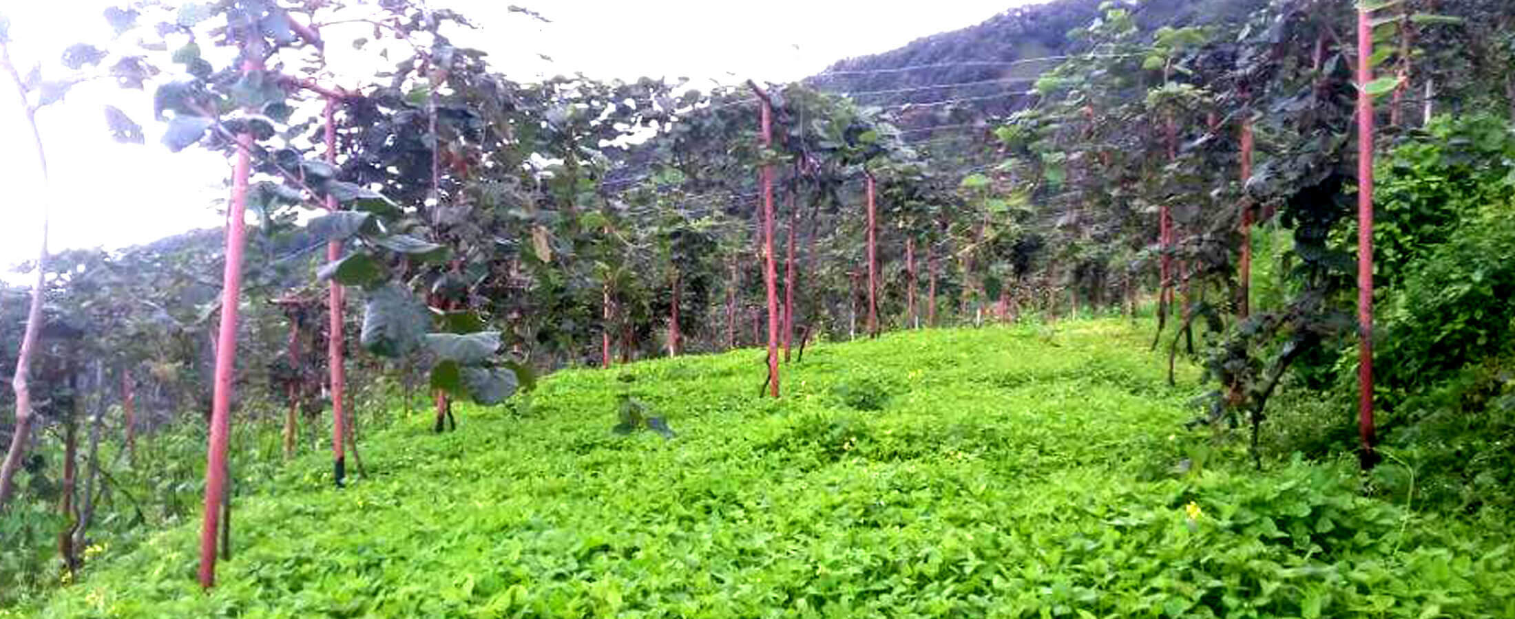 Kriti Product & Marketing Pvt. Ltd. - 100% Organic Essential Oils