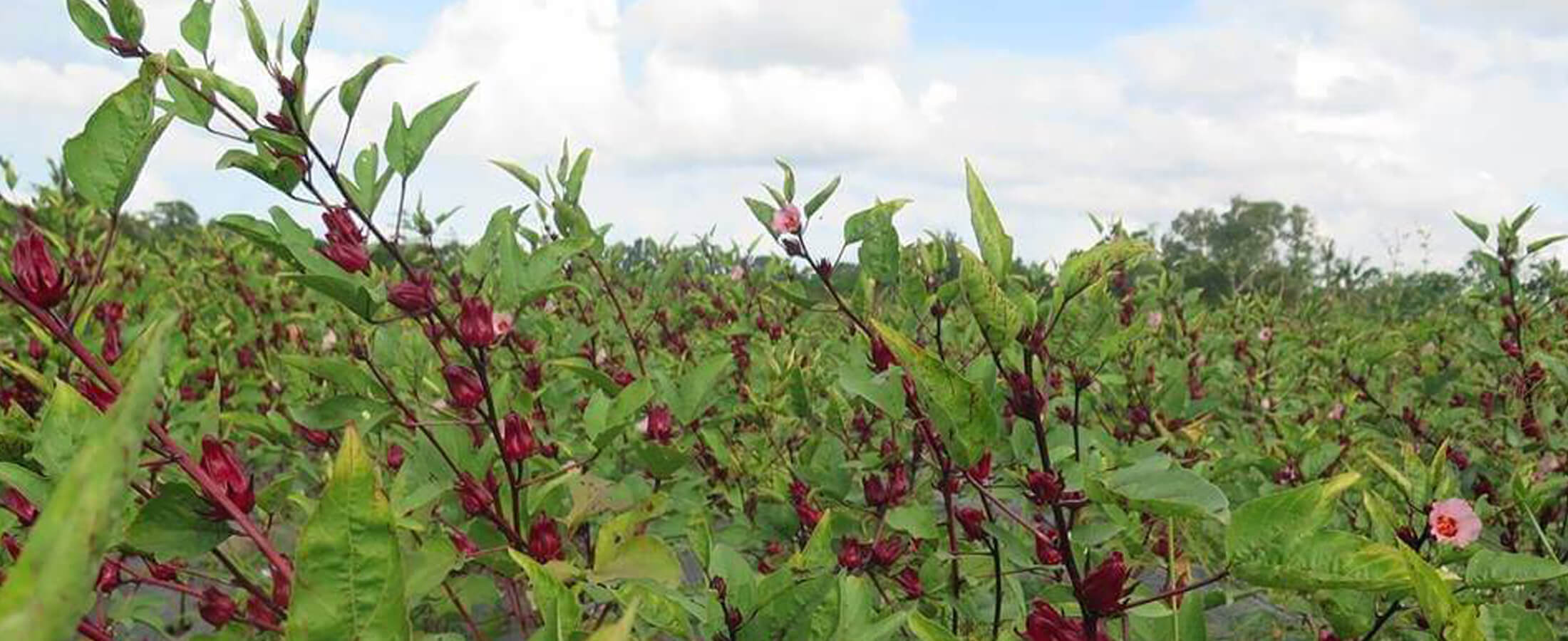 Kriti Product & Marketing Pvt. Ltd. - 100% Organic Essential Oils