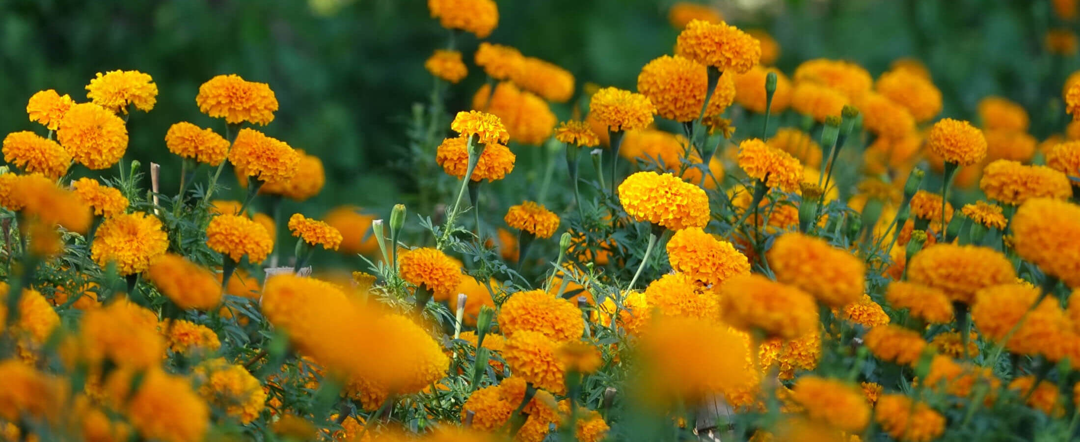 Kriti Product & Marketing Pvt. Ltd.