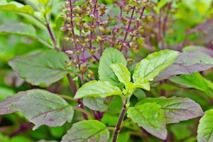 Kriti French Basil Essential Oil product image