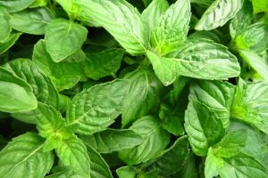 Kriti French Basil Essential Oil product image