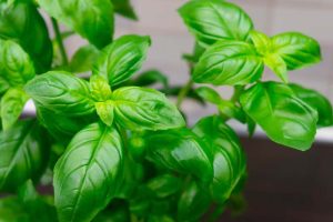 Kriti French Basil Essential Oil product image